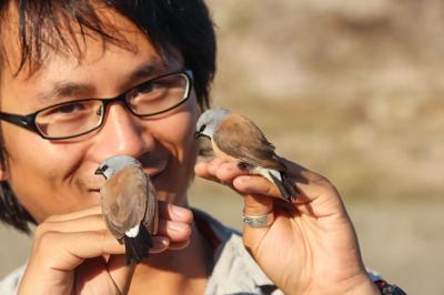 Southern Black-throated Finches perched on branches, photographed by Stanley Tang.