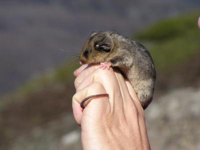 Pygmy possum in Australian Alps, by Andrew Nixon.