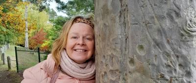 Rosey, a koala, sitting in a eucalyptus tree, looking at the camera.