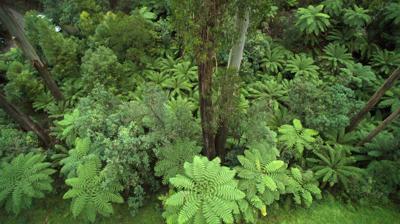 Toolangi State Forest, lush green canopy, sunlight filtering through trees.