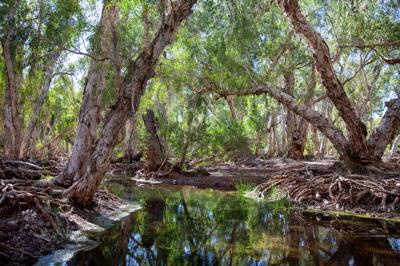 A person in a boat on a lake, surrounded by trees and a cloudy sky.