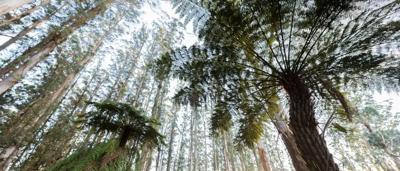 Forest canopy, lush green trees, sunlight filtering through leaves.