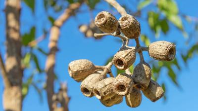 Woman in a white coat examining a plant in a greenhouse, sunlight streaming through.