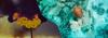 Browse Submission web banner 300626