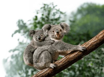 Koala with joey membership banner