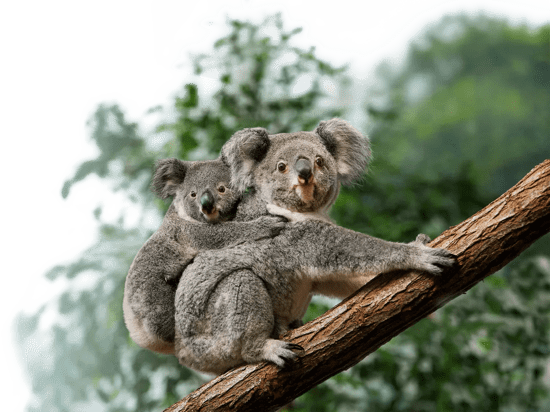 Koala with joey on branch looking at camera