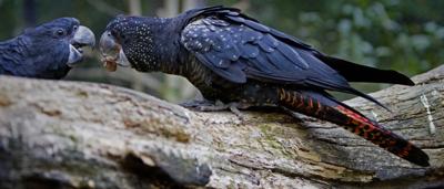 Red-tailed cockatoos perched on a branch, black plumage, red tail feathers, Australian birds.