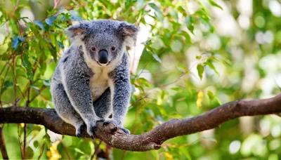 Koala on branch, eucalyptus leaves, daytime, wildlife.