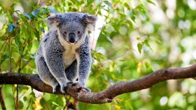 Koala on branch, eucalyptus leaves, daytime, wildlife.