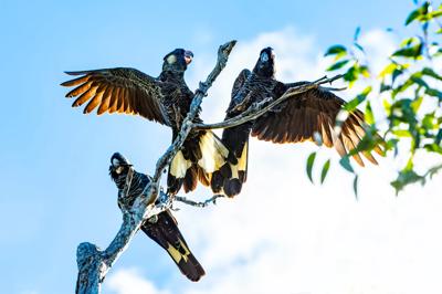 Three black cockatoos perched on a branch, side view.