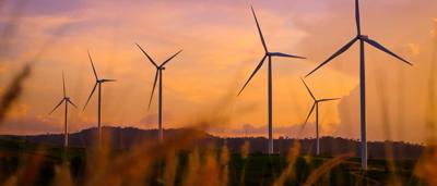 A lush green forest canopy, sunlight filtering through the leaves.