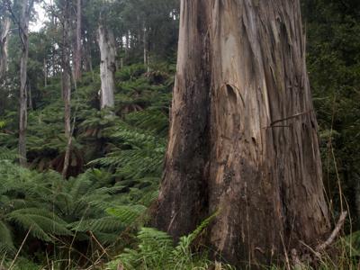 Eucalypt forest near Brown Mountain, Australia. Tall trees, green foliage, sunlight.