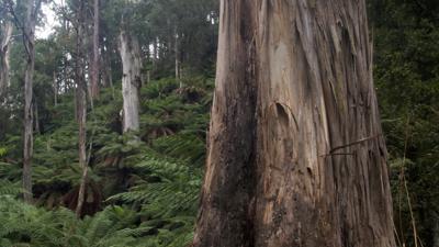 Eucalypt forest near Brown Mountain, Australia. Tall trees, green foliage, sunlight.