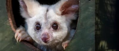 Greater glider joey clinging to its mother.