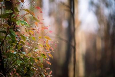 Woman in field, bushfire regrowth, NSW.