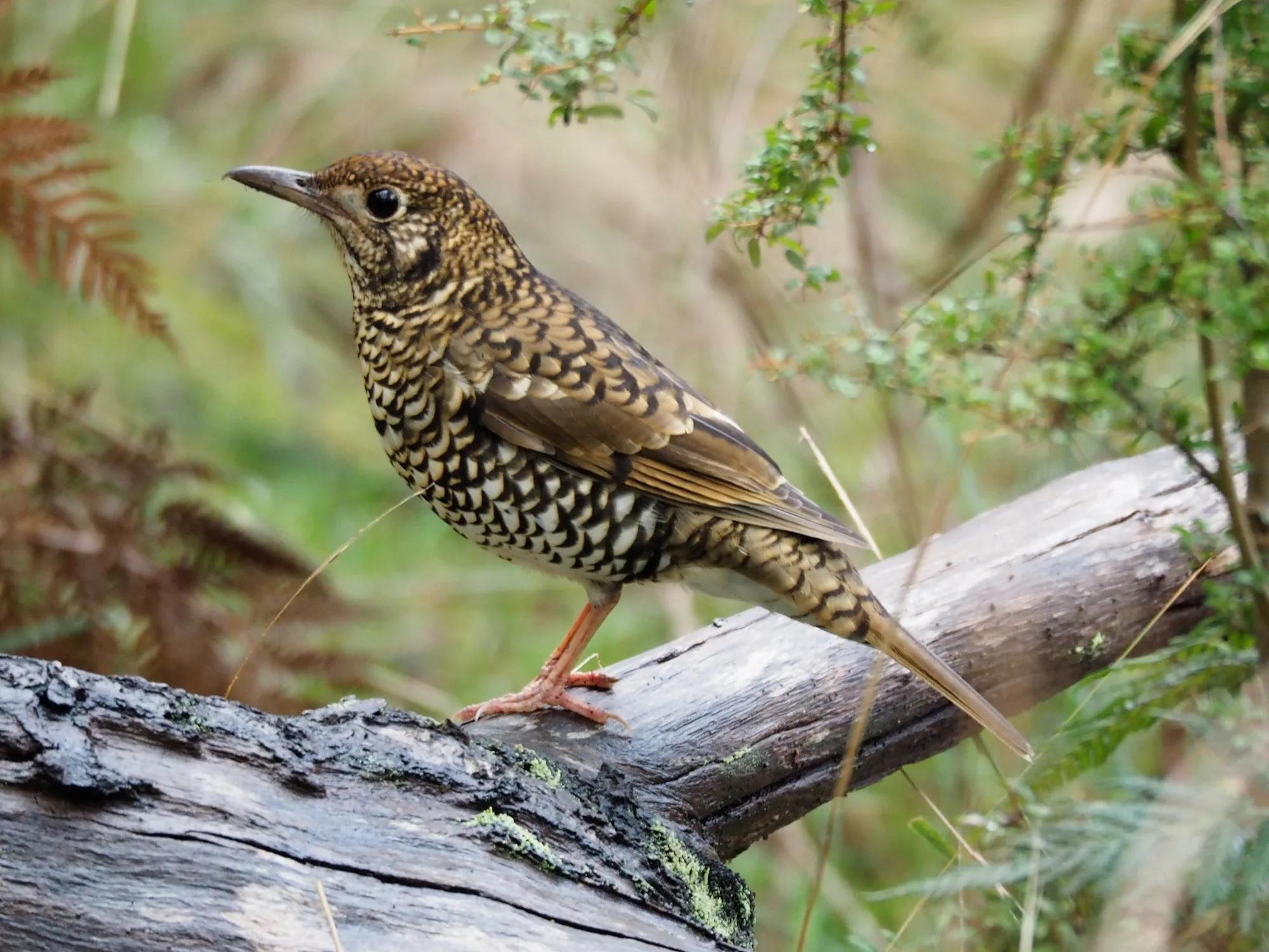 Bassian Thrush on the forest floor — photo credit Deb Oliver