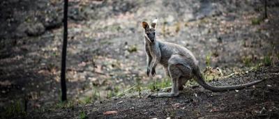 Burning bushfire, smoke, trees, orange flames, dark sky.