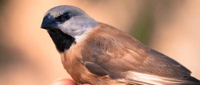 A small bird, likely a finch, perched on a branch, facing left.