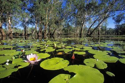 Paperbark swamp, yellow water, Kakadu National Park.