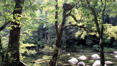 Daintree rainforest header image: lush green canopy, sunlight filtering through, vibrant.