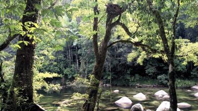 Daintree rainforest header image: lush green canopy, sunlight filtering through, vibrant.