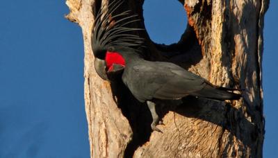 Palm cockatoo perched on a branch, black plumage, red cheek patch, prominent crest.