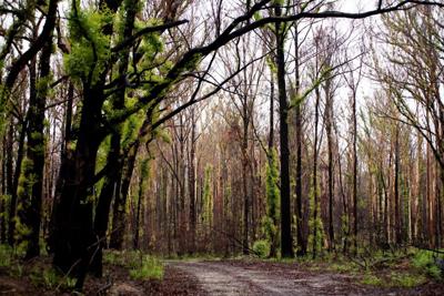 Header image: Australian South Coast landscape, ocean, cliffs, and sky.