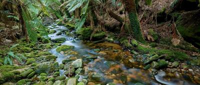 Green rainforest canopy, northeast Tasmania.