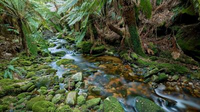 Green rainforest canopy, northeast Tasmania.