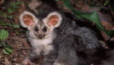 Glider soaring above a green landscape, blue sky.