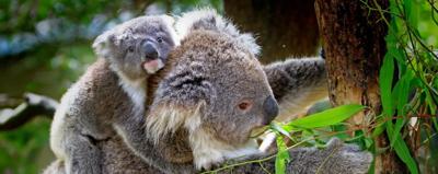 Koala in eucalyptus tree, head and shoulders visible, daytime.