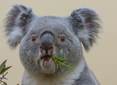 Koala closeup while eating