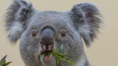 Koala closeup while eating