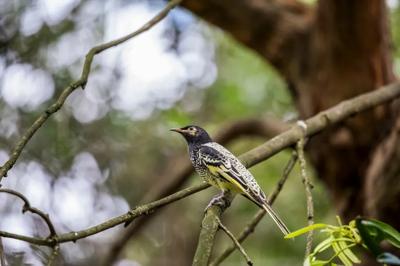 Regent Honeyeater bird perched on a branch, vibrant yellow and black plumage.