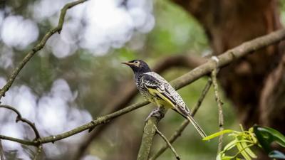 Regent Honeyeater bird perched on a branch, vibrant yellow and black plumage.