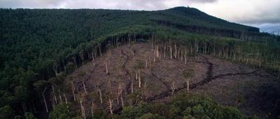 Forest logging scene, Toolangi, VIC. Trees felled, machinery present, clearing visible.