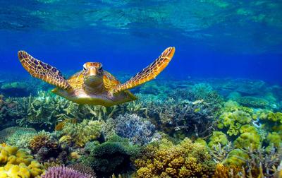 Sea turtle swimming in ocean, header image.