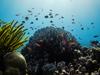 Save Scott Reef media trip