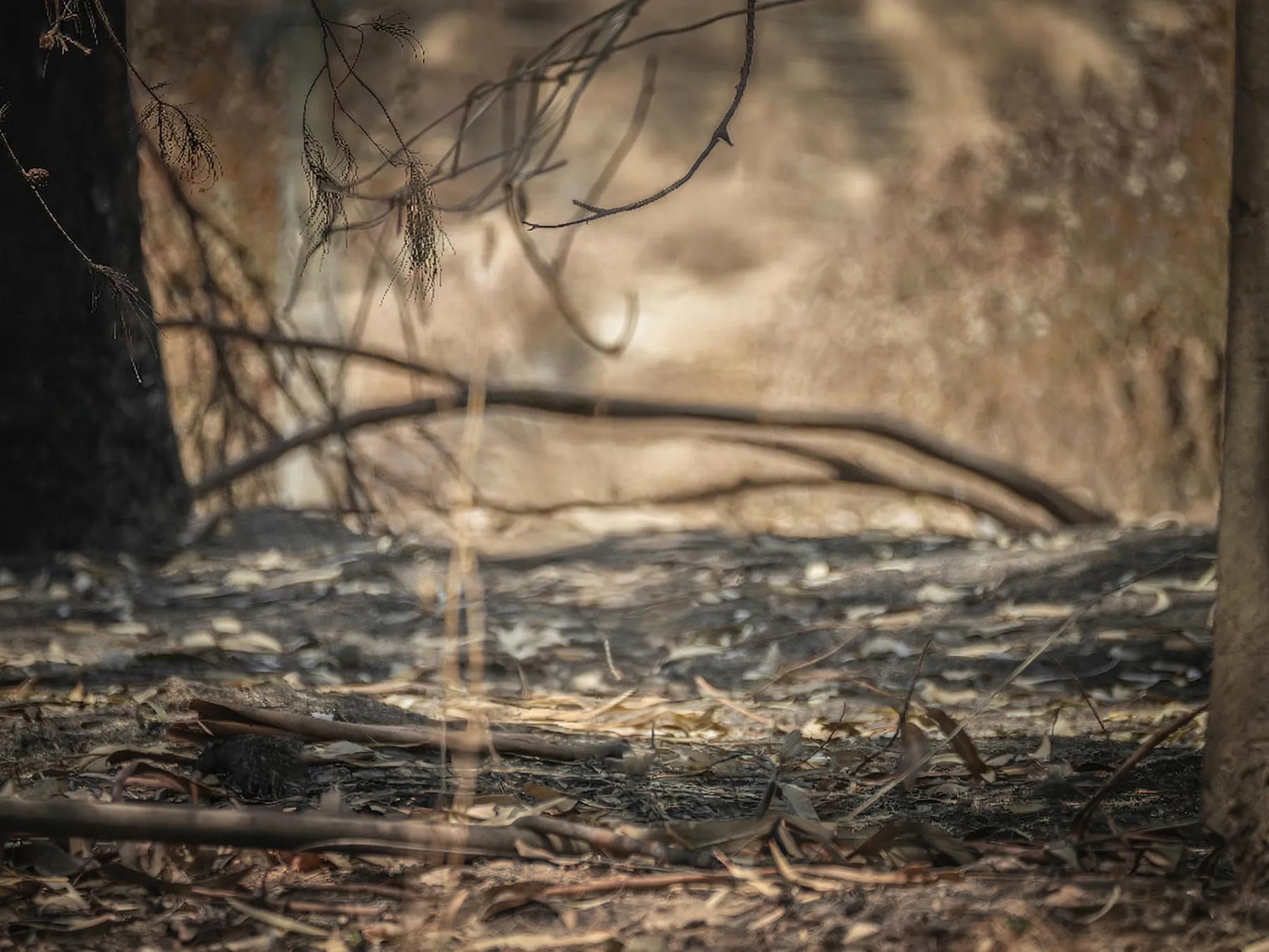 The burnt landscape — wildlife once abundant here