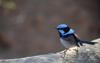 Superb fairy wren