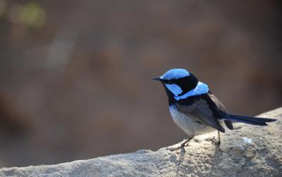 Superb fairy wren
