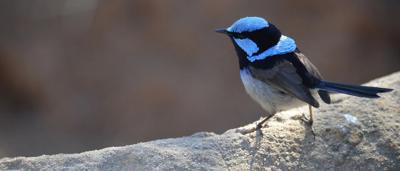 Superb fairy wren