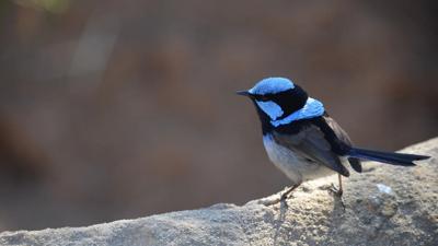 Superb fairy wren