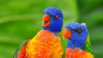 220426 - Rainbow Lorikeet - Banner