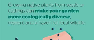 Native plants growing, green foliage, tile image.