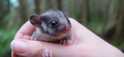Possum on a branch, looking towards the camera. Forest background.