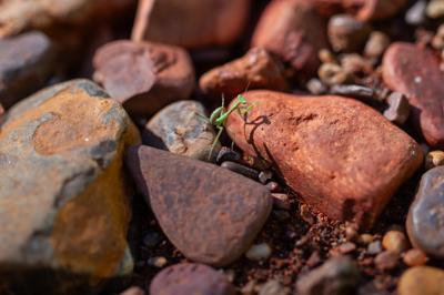 A person in a forest, holding a camera, taking a photo of trees.