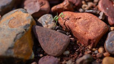 A person in a forest, holding a camera, taking a photo of trees.