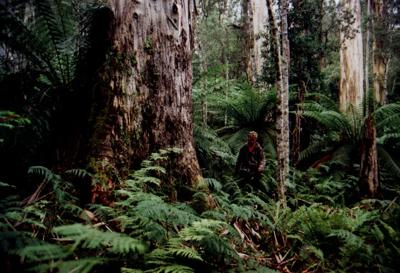Big tree in a forest, Dingo Creek.