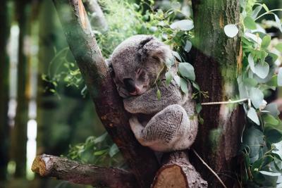 Koala asleep in a tree, clinging to a branch.